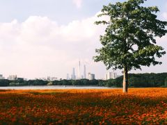 -海珠湖公园