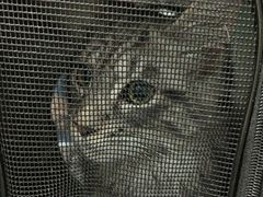 -爱诺耐芙动物医院(万博店)