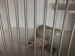 -东方名猫馆·英短金渐层布偶猫舍(环线广场1号楼店)