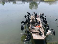 -微山湖红荷湿地景区