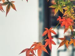 -秋霞圃