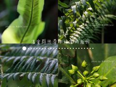 -中国科学院华南植物园