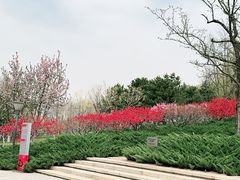 -大望京公园