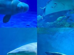 -海合安青岛极地海洋公园