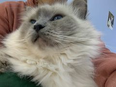 -喵的天空名猫咖啡馆·撸猫·猫舍·用品