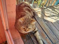 -喵屿·大理花园猫咖