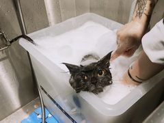 -柚子宠物(伊珊娜调理店)