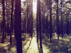 -塞罕坝国家级自然保护区