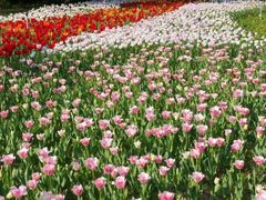 -东南花都花博园