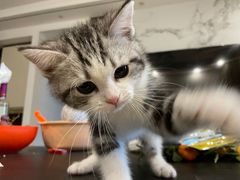 -lincat·猫舍(广州店)