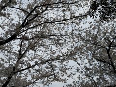 -武汉大学-樱园