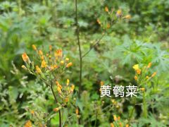 -洋湖国家湿地公园