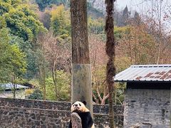 -都江堰中华大熊猫苑