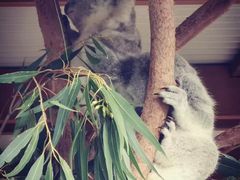 -费瑟代尔野生动物园