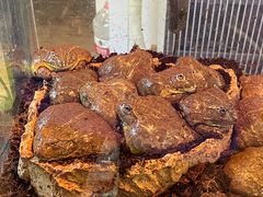 -酷以爬仙阁实体爬宠店·守宫·蜥蜴·专业繁育