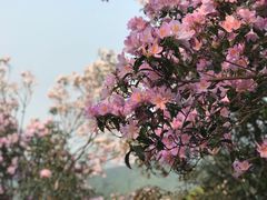 -梧桐山风景名胜区