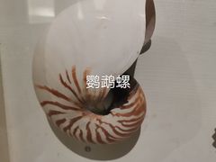 -青岛贝壳博物馆
