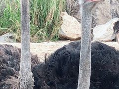 -芽庄珍珠岛游乐园