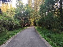 -东平国家森林公园