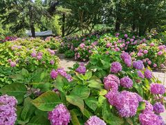 -上海滨江森林公园