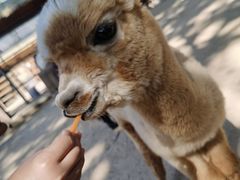 -北戴河集发农业梦想王国