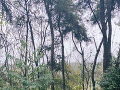 -铁山坪森林公园