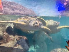 -海合安武汉极地海洋公园