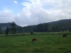 -武陵山森林公园