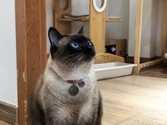 -有猫主题·治愈系猫咖(曾厝垵店)