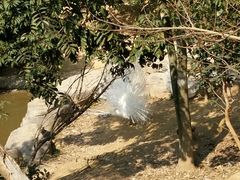 -泉州海丝野生动物世界