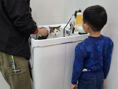 -1013 PET SHOP精品宠物商店(丁香店)