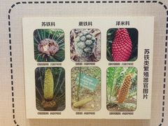 -深圳仙湖植物园