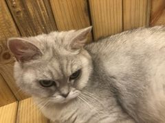 -猫的茶·猫咖