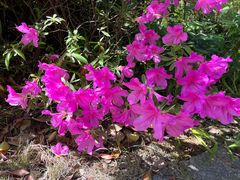 -新虹桥中心花园
