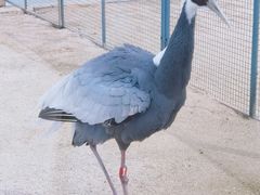 -盐城丹顶鹤湿地生态旅游区