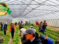 -大自然农场蔬菜草莓采摘园