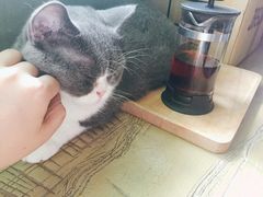 -猫猫幼稚园·撸猫·桌游·电玩
