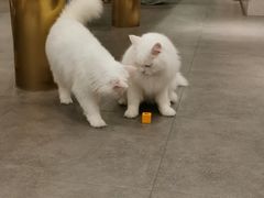 -飞行喵MR PILOT|猫舍·猫咖(静安大融城店)