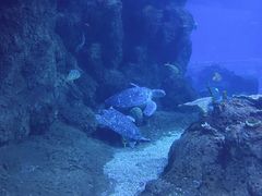 -西安曲江海洋极地公园