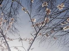 -桃花堤公园