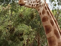 -威勒比开放式动物园