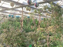 -南宫五洲植物乐园