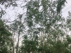 -老君堂公园