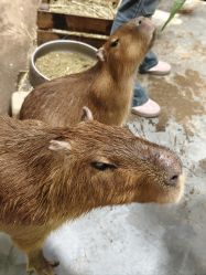 -Zoolung Zoolung动物主题公园(海信广场店)