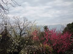 -香雪海