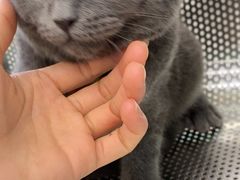 -瑞派动物医院·猫专科·至诚(江南中分院)