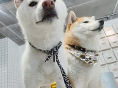 -柴务处·柴犬主题狗咖