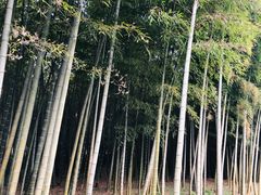 -杭州植物园