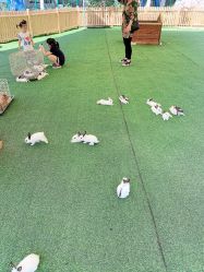 -萌宠亲子动物乐园(槐房万达店)