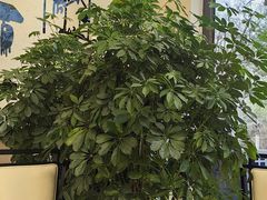 -会宾园·云山宴中餐